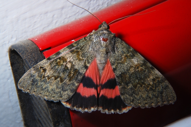 Sconosciuta - Catocala elocata